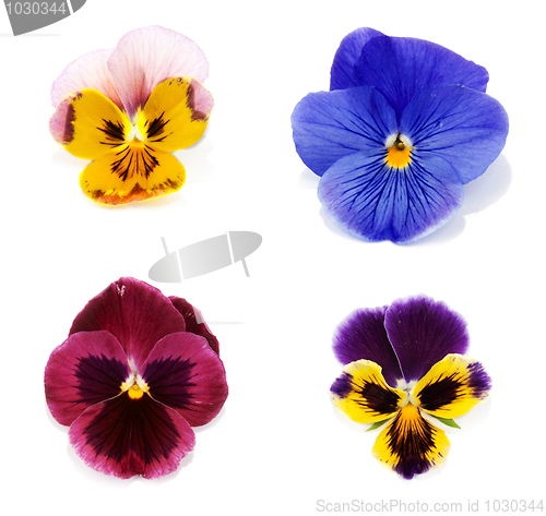 Image of Four flower with petal