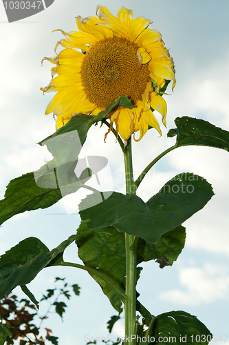 Image of Mature sunflower on background sky