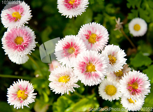 Image of White flowerses