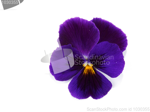Image of One flower with petal