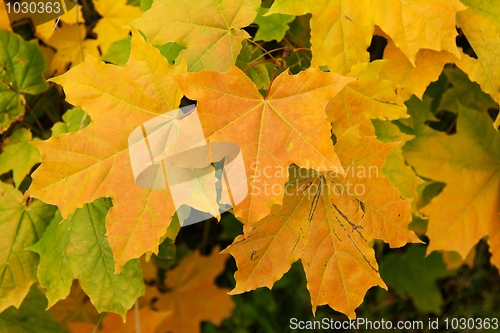 Image of Yellow sheet of the maple