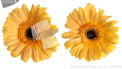 Image of Two yellow gerbera flowers