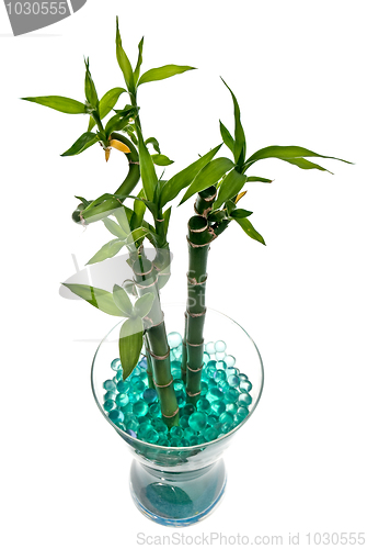 Image of Glass jar with bamboo 