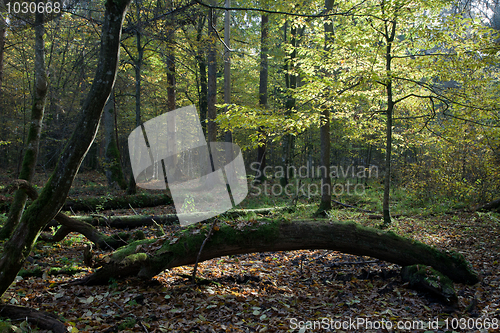 Image of Old oak tree broken lying and hornbeam in sun