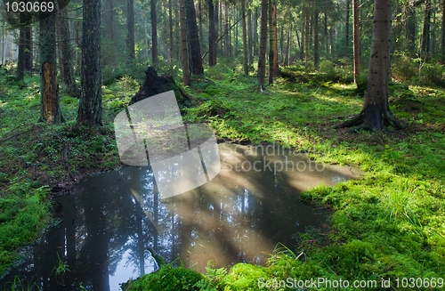Image of Open standing water inside coniferous stand