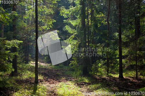 Image of Path crossing old forest illuminated