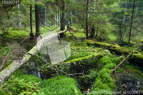 Image of Summertime look of swampy stand and water