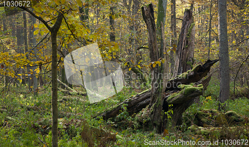 Image of Old hornbeam tree broken lying