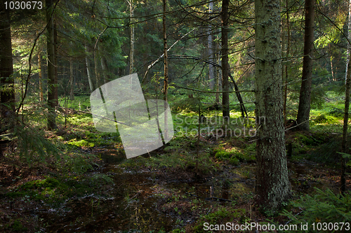 Image of Late summer coniferous stand