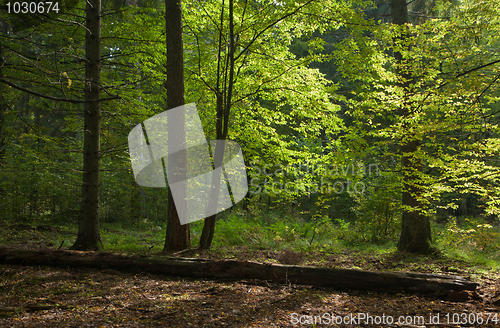 Image of Shady deciduous mainly hornbeam stand