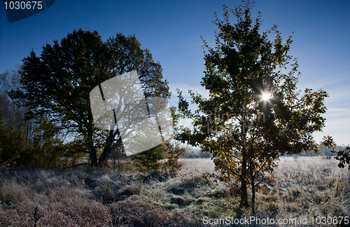 Image of Frosted meadow landscape with two trees