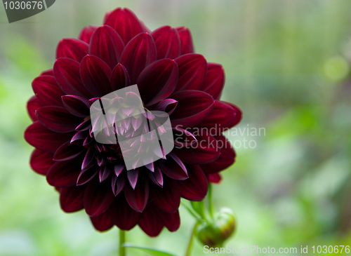 Image of Colorful peony flower