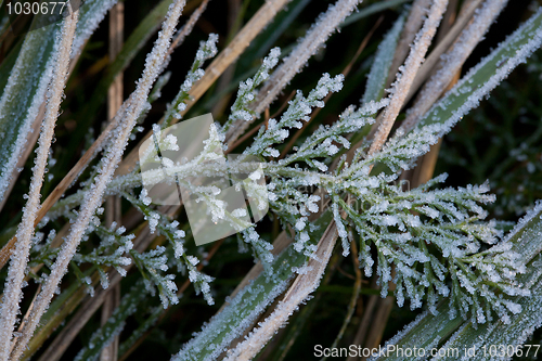 Image of Frosted pland with crystal like ice