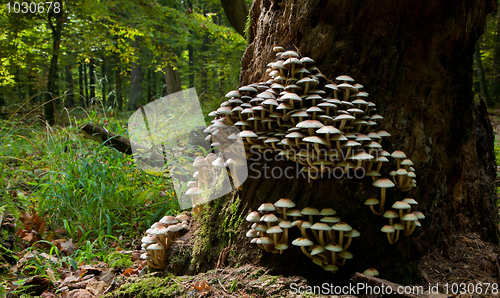 Image of Old tree trunk declined with lot of fungi