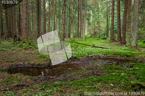 Image of Waterhole inside coniferous stand of Bialowieza Forest