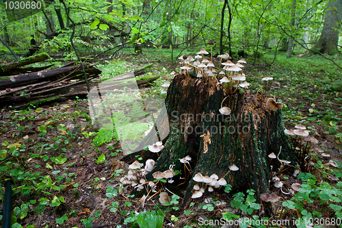 Image of Old stump with autumnal bunch of fungus 