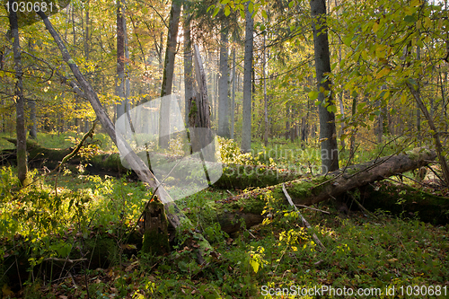 Image of Old oak trees broken lying