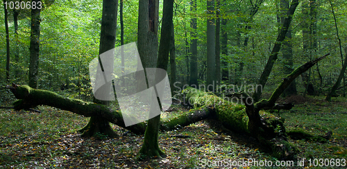 Image of Moss wrapped part of broken oak lying 