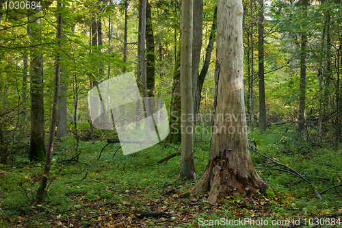 Image of Natural mainly deciduous stand of Bialowieza Forest