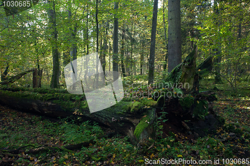 Image of Stand of Bialowieza Forest with oak tree lying