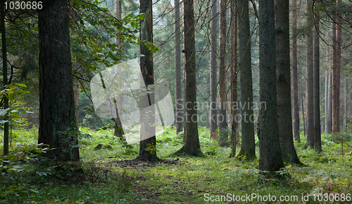 Image of Early morning in the forest with dead spruces still standing