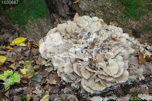Image of Hen of the Woods fungi grows natural