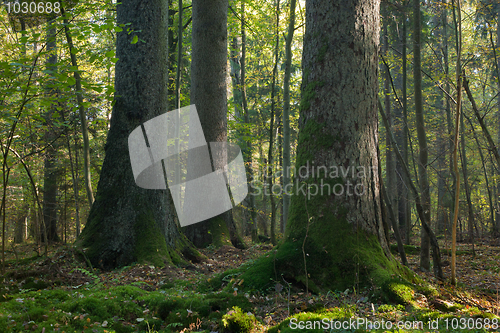 Image of Old spruces in natural forest