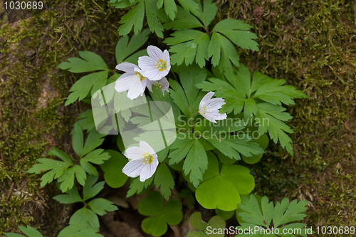 Image of Bunch of flowering spring sorell