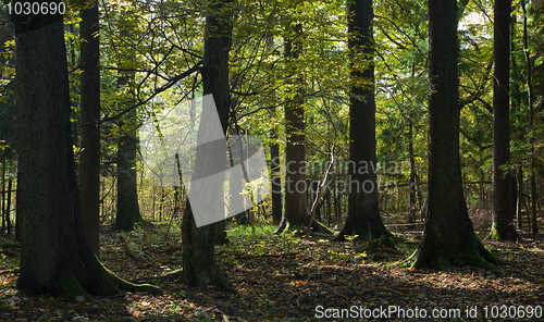 Image of Very old trees in autumn