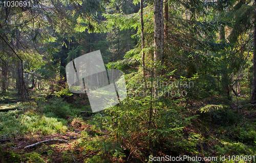 Image of Late summer coniferous stand