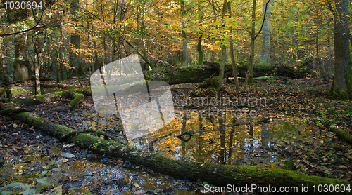 Image of Autumnal wet deciduous stand forest with standing water