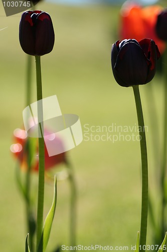 Image of Tulips