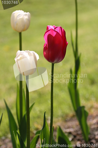 Image of Tulips in the sun
