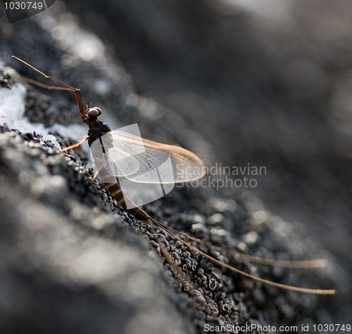 Image of Mayfly