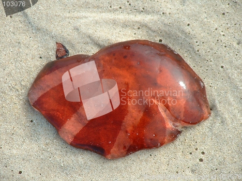 Image of Jelly Fish