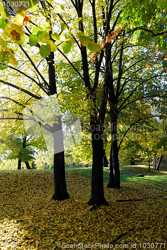 Image of Autumn in forest