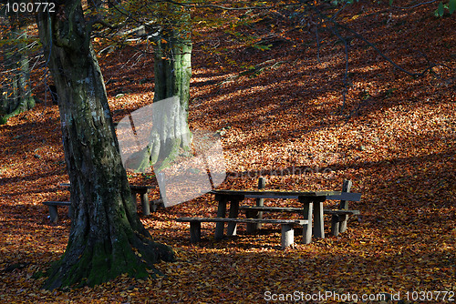 Image of Autumn in forest