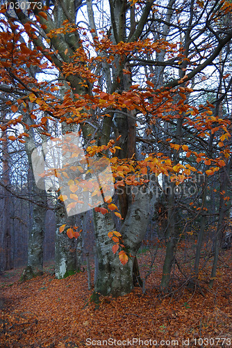 Image of Autumn in forest