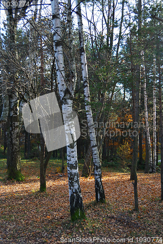 Image of Autumn in forest