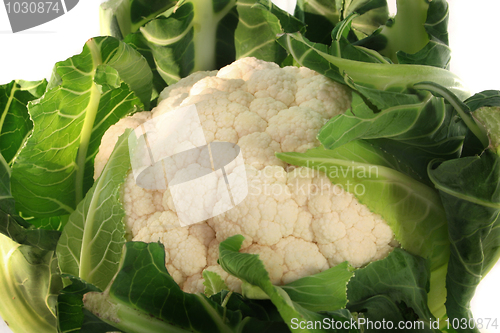 Image of Cauliflower