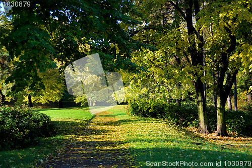 Image of Autumn morning