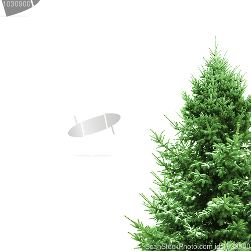Image of Green Christmas Tree with space for text