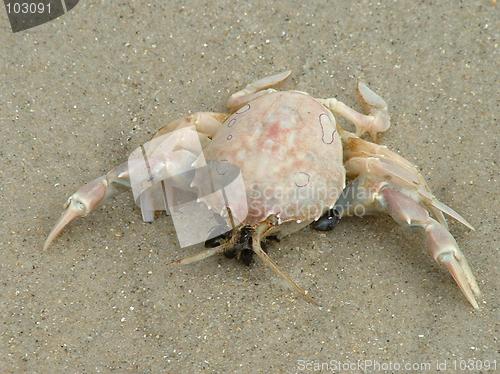 Image of Crab