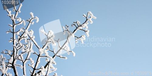 Image of Frozen snow on the tree