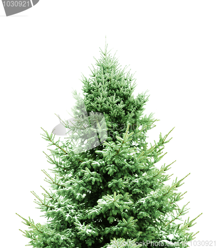 Image of Green Pine for Christmas