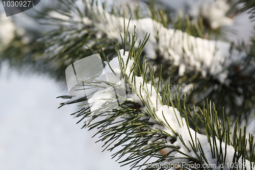 Image of Christmas tree covered with snow