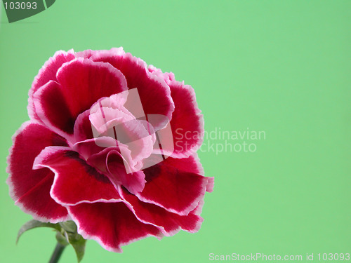Image of carnation
