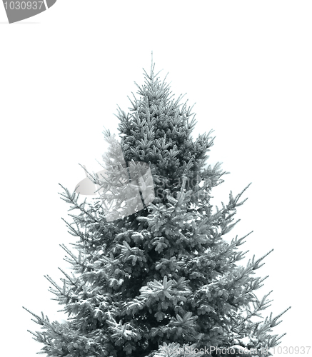 Image of Dark green Christmas tree