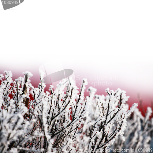 Image of Ice on tree branches