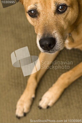 Image of sad dog